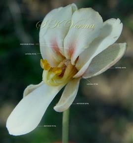  Flower-(See Corolla)
